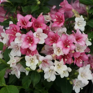 Czechmark Trilogy Weigela Plant - 4 inch Pot - Spring Flowering Shrub