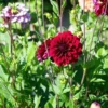 Dahlia Arabian Night Bulb - Large Decorative Black Dahlia Bulb for Planting