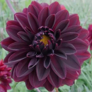 Dahlia Arabian Night Bulb - Large Decorative Black Dahlia Bulb for Planting