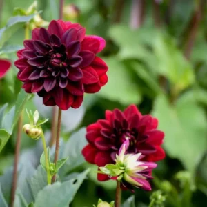 Dahlia Arabian Night Bulb - Large Decorative Black Dahlia Bulb for Planting