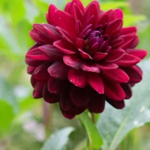 Dahlia Arabian Night Bulb - Large Decorative Black Dahlia Bulb for Planting