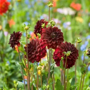 Dahlia Arabian Night Bulb - Large Decorative Black Dahlia Bulb for Planting