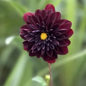 Dahlia Arabian Night Bulb - Large Decorative Black Dahlia Bulb for Planting