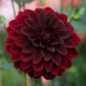 Dahlia Arabian Night Bulb - Large Decorative Black Dahlia Bulb for Planting