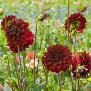 Dahlia Arabian Night Bulb - Large Decorative Black Dahlia Bulb for Planting