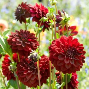 Dahlia Arabian Night Bulb - Large Decorative Black Dahlia Bulb for Planting