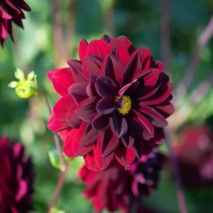 Dahlia Arabian Night Bulb - Large Decorative Black Dahlia Bulb for Planting