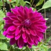 Dahlia Le Baron Bulb - Big Purple Dahlia Tuber for Planting - Decorative Large