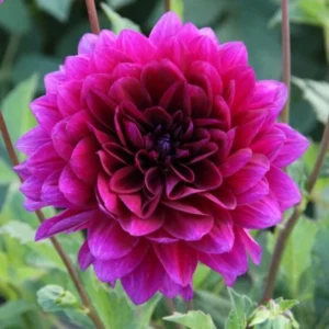 Dahlia Le Baron Bulb - Big Purple Dahlia Tuber for Planting - Decorative Large