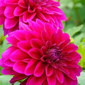 Dahlia Le Baron Bulb - Big Purple Dahlia Tuber for Planting - Decorative Large