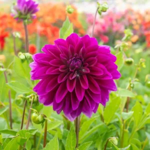 Dahlia Le Baron Bulb - Big Purple Dahlia Tuber for Planting - Decorative Large