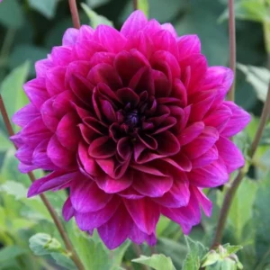 Dahlia Le Baron Bulb - Big Purple Dahlia Tuber for Planting - Decorative Large
