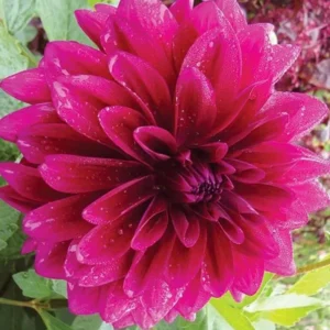 Dahlia Le Baron Bulb - Big Purple Dahlia Tuber for Planting - Decorative Large