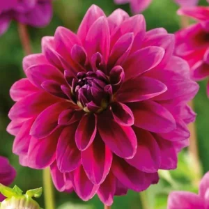 Dahlia Le Baron Bulb - Big Purple Dahlia Tuber for Planting - Decorative Large