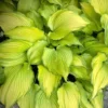 Dancing Darling Hosta - Golden Yellow Leaves - Quart Pot Plant
