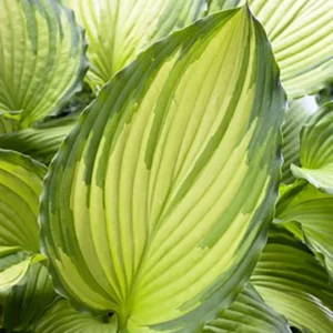 Dancing Darling Hosta - Golden Yellow Leaves - Quart Pot Plant