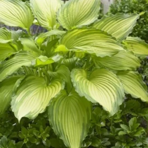 Dancing Darling Hosta - Golden Yellow Leaves - Quart Pot Plant