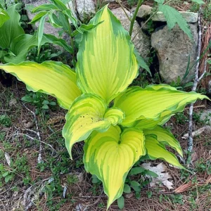 Dancing Darling Hosta - Golden Yellow Leaves - Quart Pot Plant