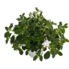 Dancing Doves Cape Primrose Plant - 2.5 Inch Pot - Flowering Indoor Plant