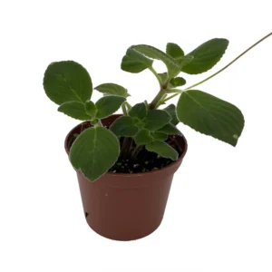 Dancing Doves Cape Primrose Plant - 2.5 Inch Pot - Flowering Indoor Plant