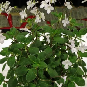 Dancing Doves Cape Primrose Plant - 2.5 Inch Pot - Flowering Indoor Plant