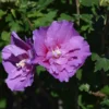 Dark Lavender Hibiscus Rose of Sharon Plant - 4 inch Pot - Rich Color Blooms