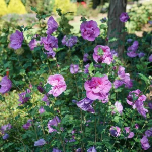 Dark Lavender Hibiscus Rose of Sharon Plant - 4 inch Pot - Rich Color Blooms