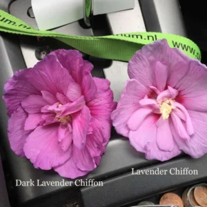 Dark Lavender Hibiscus Rose of Sharon Plant - 4 inch Pot - Rich Color Blooms