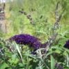 Dark Purple Butterfly Bush Live Plant 4 Inch Pot - Outdoor Garden Butterfly Attractant