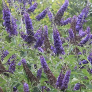 Dark Purple Butterfly Bush Live Plant 4 Inch Pot - Outdoor Garden Butterfly Attractant