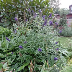 Dark Purple Butterfly Bush Live Plant 4 Inch Pot - Outdoor Garden Butterfly Attractant