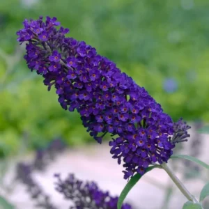 Dark Purple Butterfly Bush Live Plant 4 Inch Pot - Outdoor Garden Butterfly Attractant