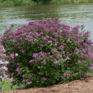 Dark Purple Lilac Shrub 4-inch Pot - Bloomerang Syringa