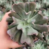 Dark Vader Echeveria Succulent Easy Houseplant - 3 Inch Pot - Unique Rosette