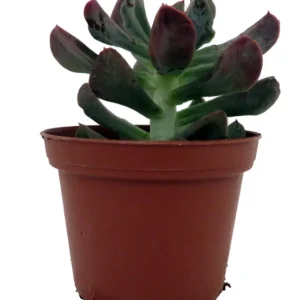 Dark Vader Echeveria Succulent Easy Houseplant - 3 Inch Pot - Unique Rosette