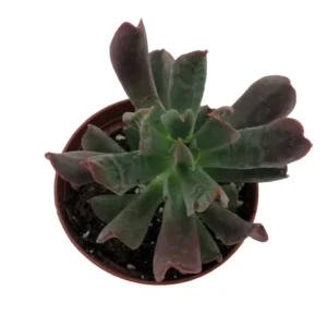 Dark Vader Echeveria Succulent Easy Houseplant - 3 Inch Pot - Unique Rosette