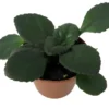 Dark and Stormy Asian Violet Plant - 2.5 Inch Pot - Collector's Primulinia