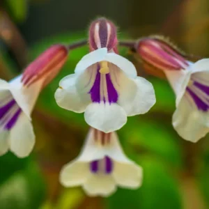Dark and Stormy Asian Violet Plant - 2.5 Inch Pot - Collector's Primulinia