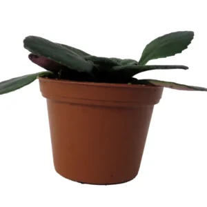 Dark and Stormy Asian Violet Plant - 2.5 Inch Pot - Collector's Primulinia