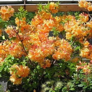 Deciduous Exbury Azalea Klondyke Plant - 4