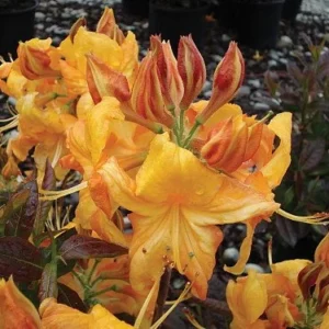 Deciduous Exbury Azalea Klondyke Plant - 4