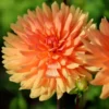 Decorative Noordwijks Glory Dahlia Bulb - Large Orange Flower Bulb for Planting