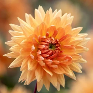 Decorative Noordwijks Glory Dahlia Bulb - Large Orange Flower Bulb for Planting