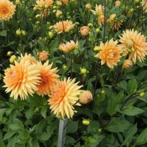 Decorative Noordwijks Glory Dahlia Bulb - Large Orange Flower Bulb for Planting