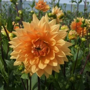 Decorative Noordwijks Glory Dahlia Bulb - Large Orange Flower Bulb for Planting