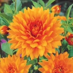 Decorative Noordwijks Glory Dahlia Bulb - Large Orange Flower Bulb for Planting