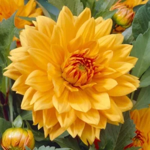 Decorative Noordwijks Glory Dahlia Bulb - Large Orange Flower Bulb for Planting