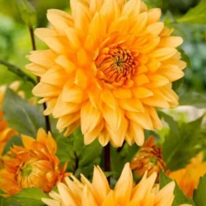 Decorative Noordwijks Glory Dahlia Bulb - Large Orange Flower Bulb for Planting