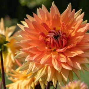 Decorative Noordwijks Glory Dahlia Bulb - Large Orange Flower Bulb for Planting