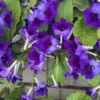 Deep Blue Vein Streptocarpus Plant - 4 Inch Pot - Collector's Series